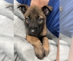 Small Photo #32 Belgian Malinois Puppy For Sale in REESEVILLE, WI, USA