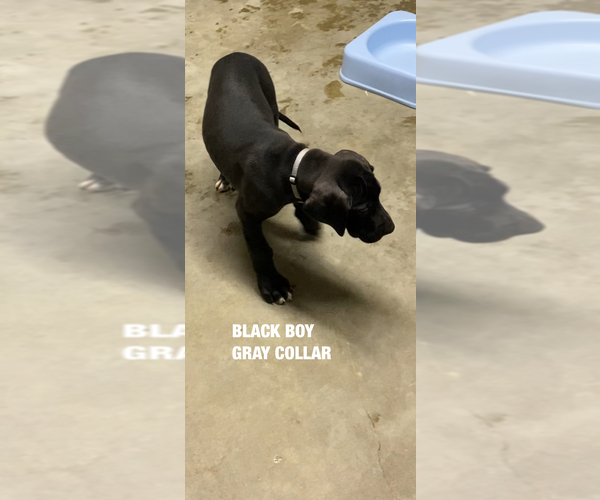 Medium Photo #5 Great Dane Puppy For Sale in NORCO, CA, USA
