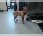 Small Mutt