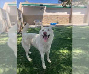 Siberian Husky Dogs for adoption in Fremont, CA, USA
