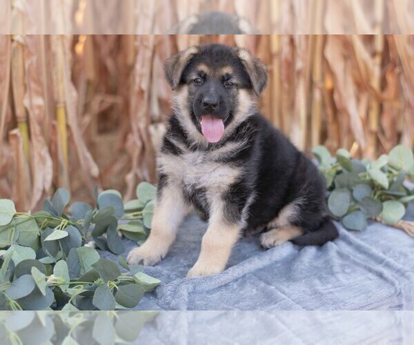 Medium Photo #2 German Shepherd Dog Puppy For Sale in FREDERICKSBURG, OH, USA