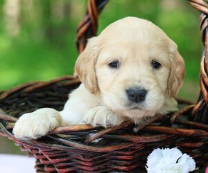 Golden Irish Puppy for sale in JONES, MI, USA