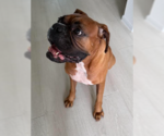 Small #3 Boxer