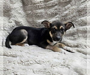 Beagle-Unknown Mix Dogs for adoption in El Centro, CA, USA