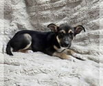 Small Beagle Mix
