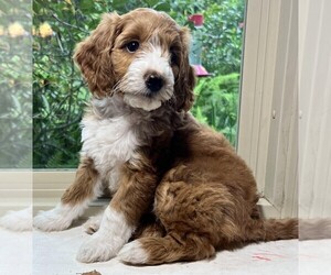 Goldendoodle Litter for sale in WINTER SPRINGS, FL, USA