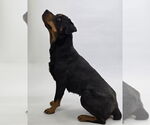 Small #7 Rottweiler Mix