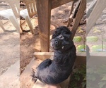 Small Photo #1 Cavapoo Puppy For Sale in CANDLER, NC, USA