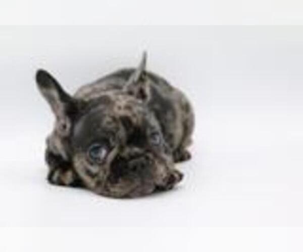 Medium Photo #1 French Bulldog Puppy For Sale in KIMBALL JUNCTION, UT, USA