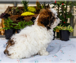 Small #4 Shih Tzu