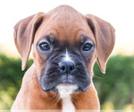 Small Photo #56 Boxer Puppy For Sale in WAKARUSA, IN, USA