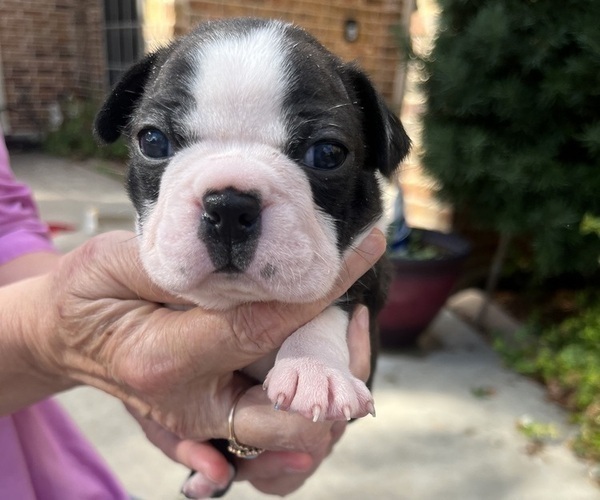Medium Photo #2 Boston Terrier Puppy For Sale in BURLESON, TX, USA