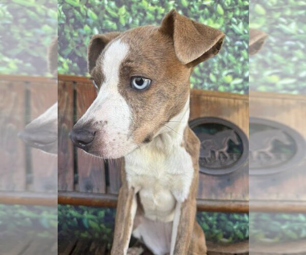 Medium Photo #6 Mutt Puppy For Sale in New York, NY, USA