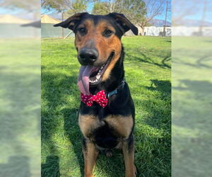 German Shepherd Dog-Unknown Mix Dogs for adoption in Ventura, CA, USA