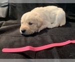 Small Photo #14 Golden Labrador Puppy For Sale in LAPEER, MI, USA