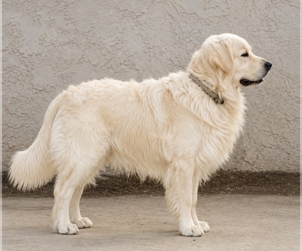 Medium Photo #1 Golden Retriever Puppy For Sale in SCOTTSDALE, AZ, USA