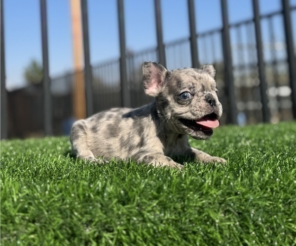 Medium Photo #6 French Bulldog Puppy For Sale in TULSA, OK, USA