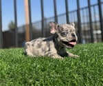 Small #5 French Bulldog