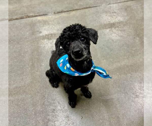 Medium Photo #2 Poodle (Miniature) Puppy For Sale in Lee's Summit, MO, USA