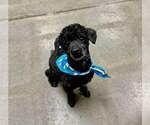 Small #1 Poodle (Miniature)