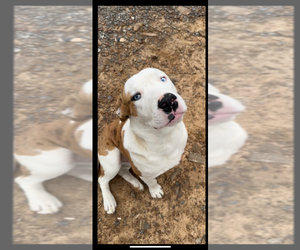 American Pit Bull Terrier-Unknown Mix Dogs for adoption in Conway, AR, USA
