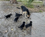 Small Photo #7 German Shepherd Dog Puppy For Sale in MERRITT IS, FL, USA