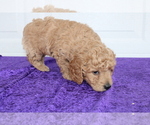 Small Photo #13 Goldendoodle (Miniature) Puppy For Sale in BLOOMINGTON, IN, USA