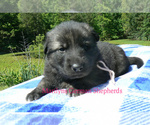 Image preview for Ad Listing. Nickname: Peach Blossom