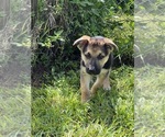 Small Photo #23 German Shepherd Dog Puppy For Sale in LEHIGH ACRES, FL, USA