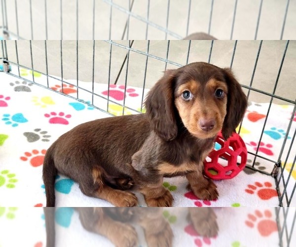 Medium Photo #8 Dachshund Puppy For Sale in ORO VALLEY, AZ, USA