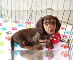 Small #7 Dachshund