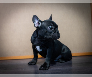 French Bulldog Puppy for Sale in ONTARIO, California USA