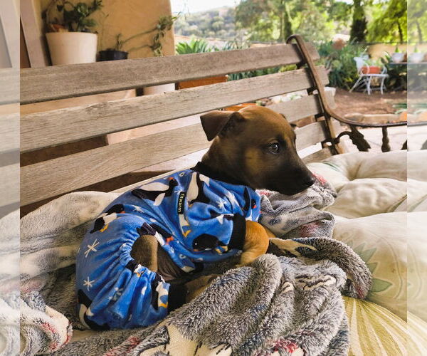 Medium Photo #2 Mutt Puppy For Sale in Fallbrook, CA, USA