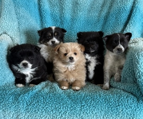Medium Photo #6 Pomeranian Puppy For Sale in CURTISS, WI, USA