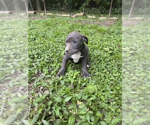 American Bully Puppy for sale in CHARLESTON, IL, USA