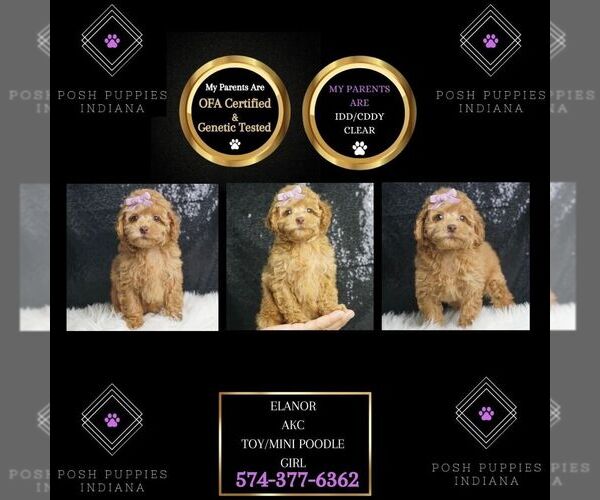 Medium Photo #1 Poodle (Toy) Puppy For Sale in WARSAW, IN, USA