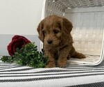 Small #2 Cavapoo