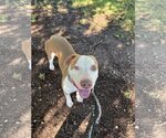Small #1 American Pit Bull Terrier Mix