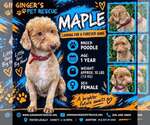Maple from Korea - Female Poodle (Toy) Dog for Adoption - Small photo