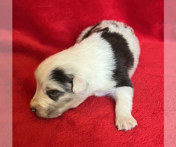 Medium Photo #5 Shel-Aussie Puppy For Sale in FORT MORGAN, CO, USA