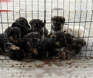 German Shepherd Dog Puppy for Sale in STREAMWOOD, Illinois USA