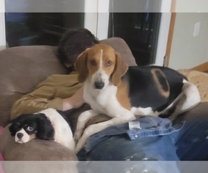 Great Anglo-French Tricolored Hound Dogs for adoption in AMHERST, VA, USA