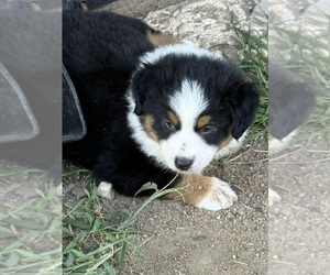 Australian Shepherd Puppy for sale in WHITAKERS, NC, USA