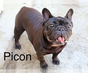 French Bulldog Dogs for adoption in Mission Viejo, CA, USA