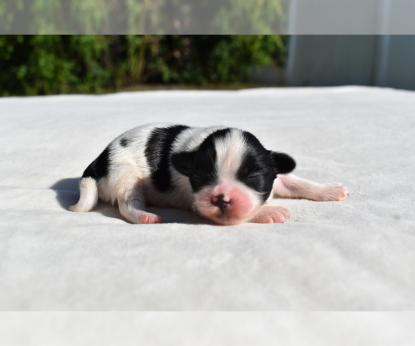 Medium Photo #1 Shih Tzu Puppy For Sale in PALM COAST, FL, USA