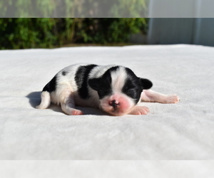Shih Tzu Puppy for sale in PALM COAST, FL, USA
