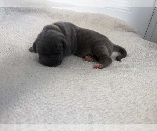 Medium Photo #10 Great Dane Puppy For Sale in OLATHE, CO, USA