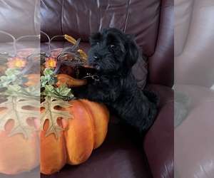 Havanese Puppy for sale in LIVONIA, MI, USA