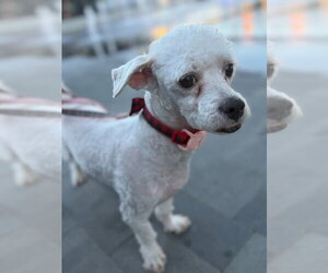 Teewinot - Male Maltese-Unknown Mix Dog for Adoption - Photo #3