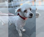 Small Photo #3 Maltese-Unknown Mix Puppy For Sale in Salt Lake City, UT, USA